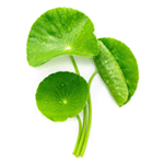 Ingredient Centella Asiatica.png