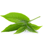 Ingredient Extract de Ceai Verde